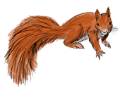 mókus